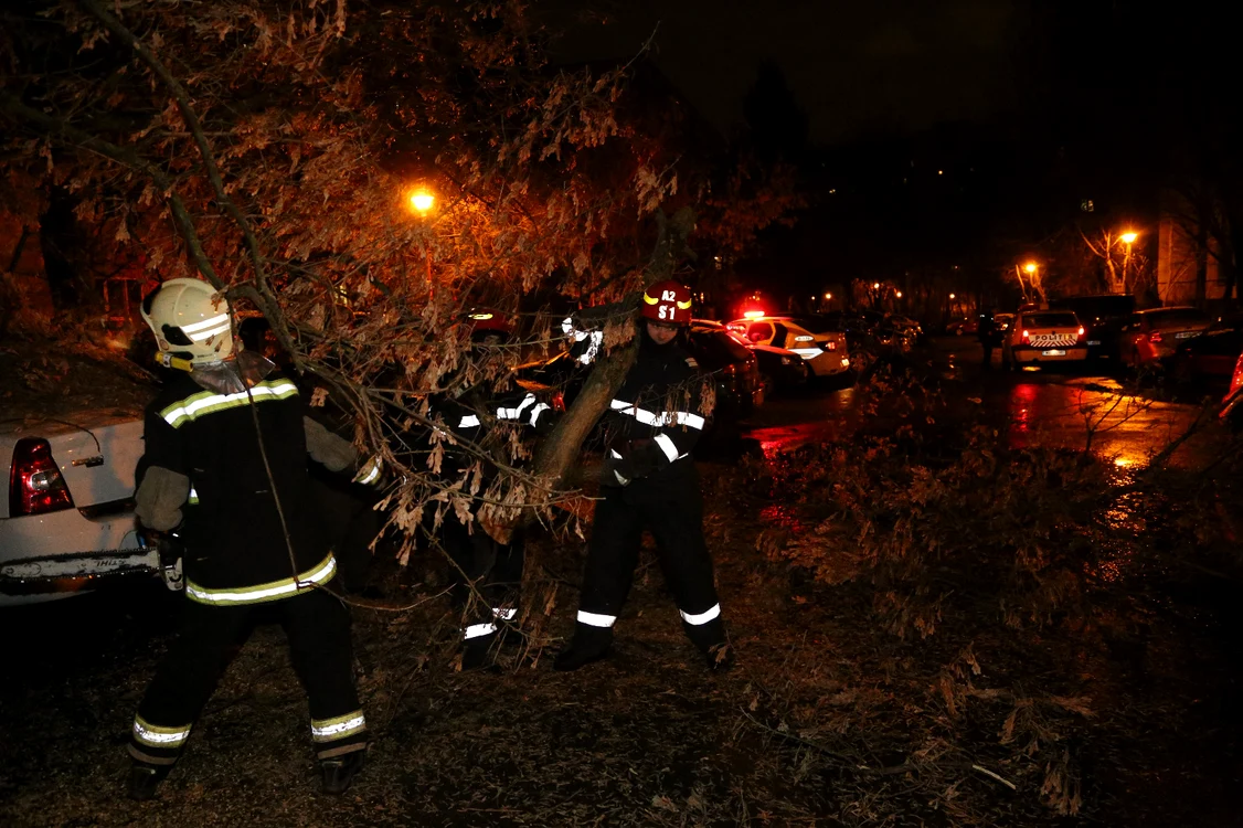 Un copac a căzut peste mai multe maşini în Bucureşti