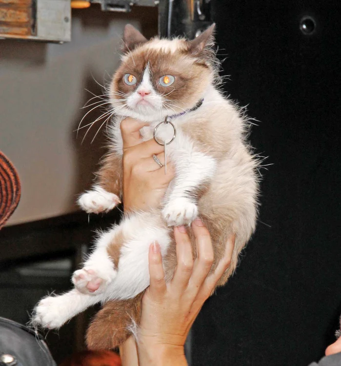 
    Tardar Sauce, de doi ani, a devenit faimoasă  în 2012foto: Guliver/splashnews  