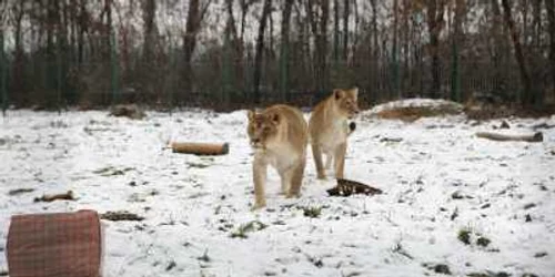 La Bucov sunt cazate peste 400 de animale Foto Alex Policală