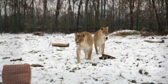 La Bucov sunt cazate peste 400 de animale Foto Alex Policală