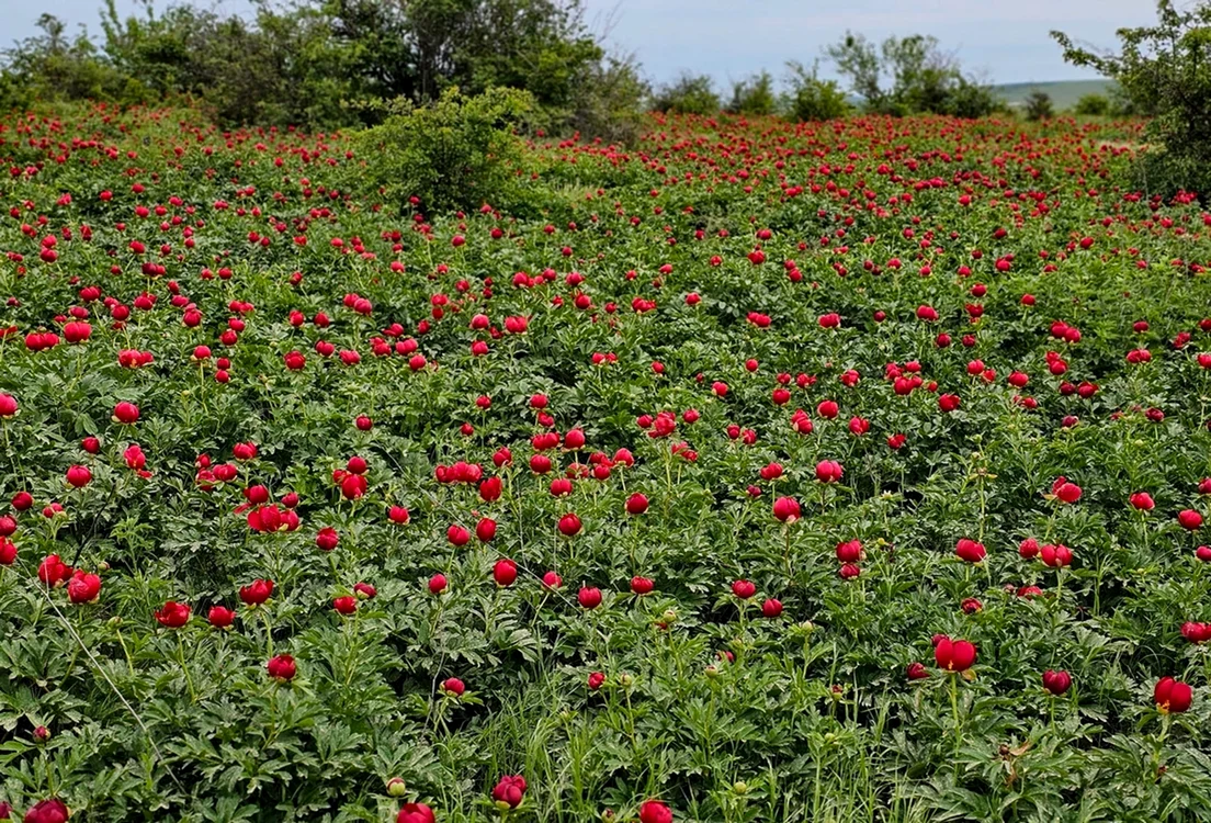 Bujorii înfloriți pot fi admirați în întreaga zonă / foto: Facebook