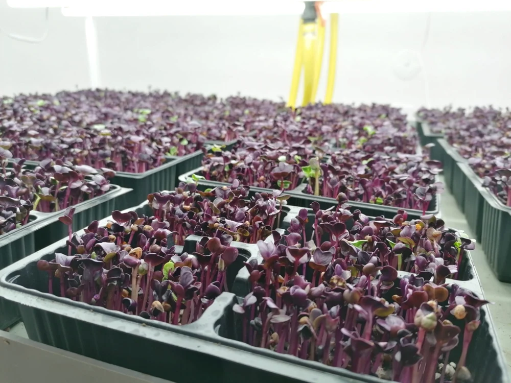 Microplante  FOTO Arhiva IGreens