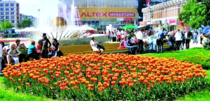 Piteşti: Lalelele din Piteşti vin din Olanda