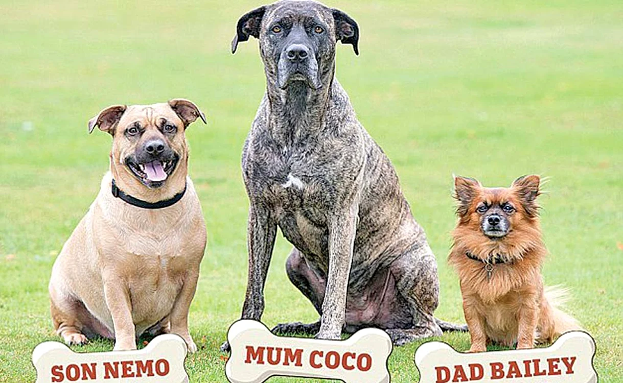 Nemo (stânga), împreună cu mama lui (mijloc), Coco, şi micuţul tată (dreapta), Bailey