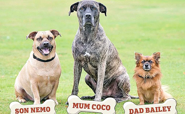 Nemo (stânga), împreună cu mama lui (mijloc), Coco, şi micuţul tată (dreapta), Bailey