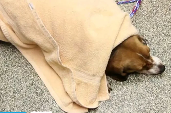 
    Patrupedul a fost găsit lângă oraşul Detroit  