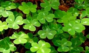 trifoiul cu patru foi jpg jpeg