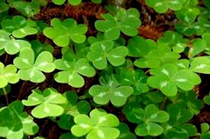 
    Visele prevestesc evenimentele care vă întâmpină în curândSursa foto: Click.ro  