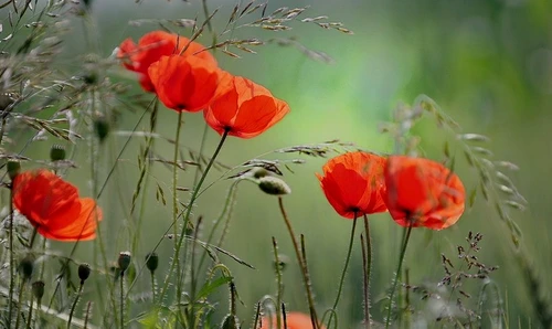 1 63176 original jpg jpeg