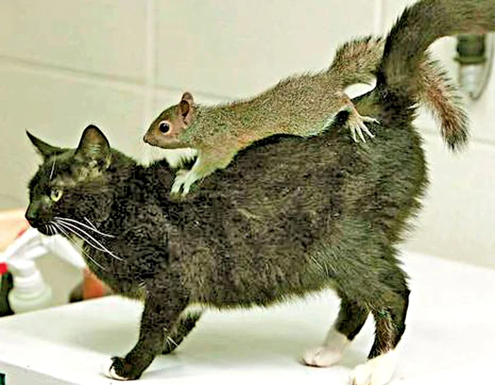 Mâţa, mama veveriţelor