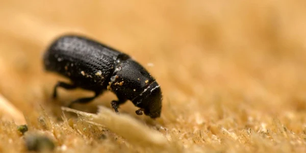 tomicus piniperda
