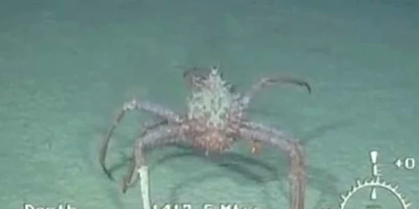 Crabii uriaşi