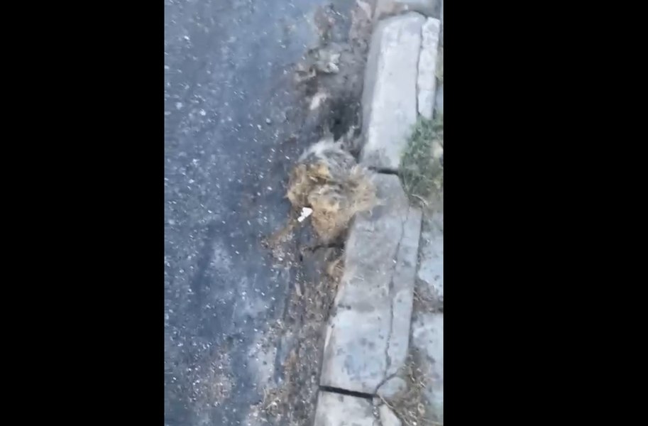 Drumarii au pus asfalt peste un câine mort pe o şosea din județul Sibiu VIDEO