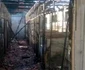 Ce a rămas în urma tragediei de la adăpostul de câini Danyflor