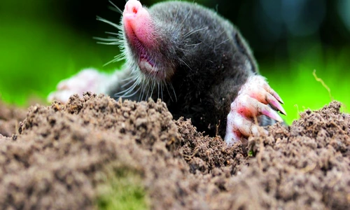 1 65183 original jpg jpeg