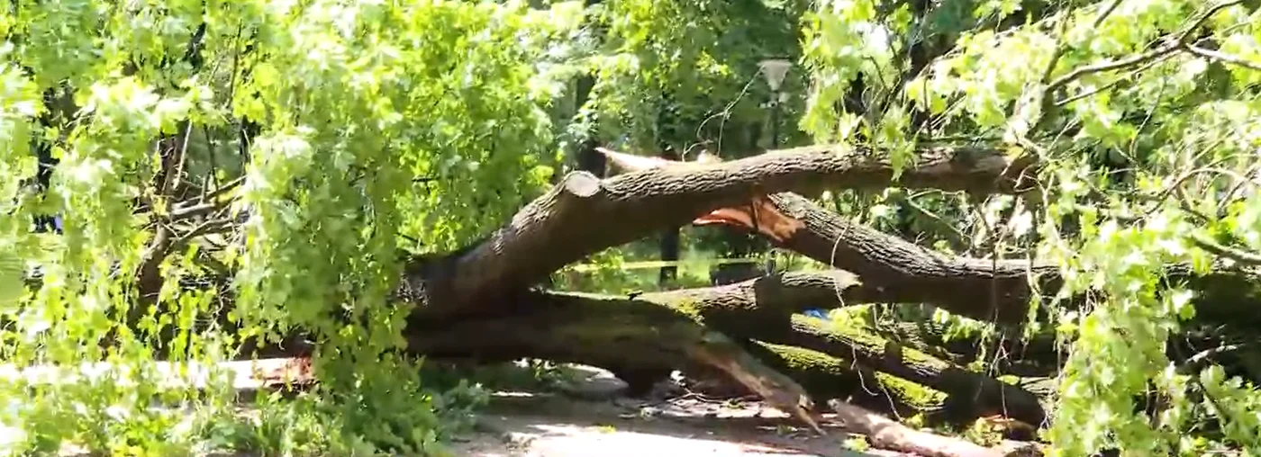 Un copac uriaș s-a prăbușit sâmbătă dimineață în parcul Kiseleff. FOTO: Captură Video 