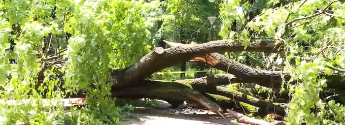 Un copac uriaș s-a prăbușit sâmbătă dimineață în parcul Kiseleff. FOTO: Captură Video 