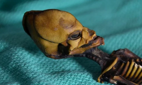 Misterul scheletului mumificat din Chile a fost elucidat jpeg