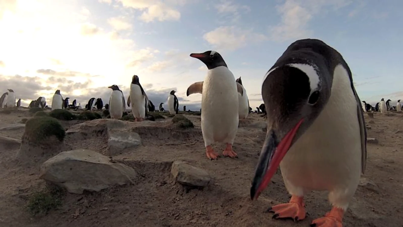 Pinguini (Foto: Photoland/Caters)