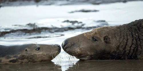 Un pui de focă gri şi mama lui stau în noroi în rezervaţia naturală  Donna Nook Lincolnshire Wildlife Trust din Grimsby Anglia FOTO Guliver/Getty Images