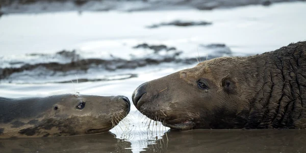 Un pui de focă gri şi mama lui stau în noroi în rezervaţia naturală  Donna Nook Lincolnshire Wildlife Trust din Grimsby Anglia FOTO Guliver/Getty Images
