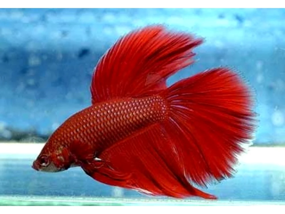 Apa peştilor betta trebuie schimbată o dată la trei zile FOTO: zoo.ro