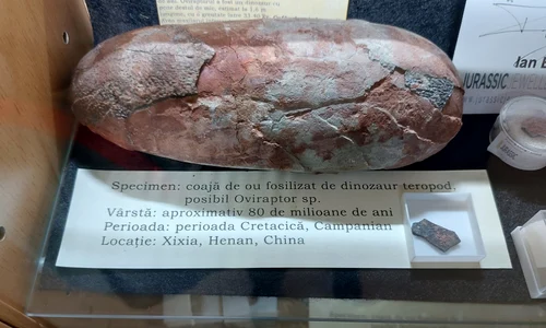 Muzeul Oului  jpg