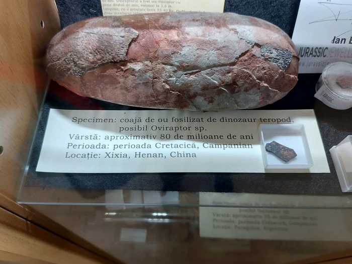 Coajă de ou de dinozaur Foto: Click!