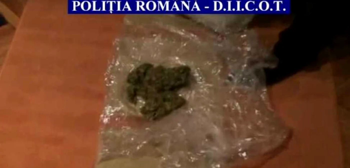 800 de grame de cannabis au fost găsite la percheziţii. FOTO captură video Poliţia Română
