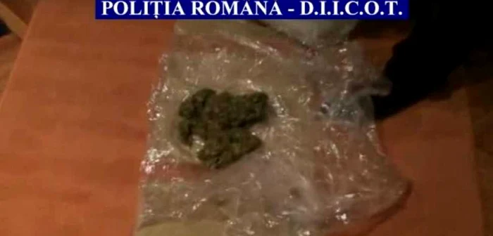 800 de grame de cannabis au fost găsite la percheziţii. FOTO captură video Poliţia Română