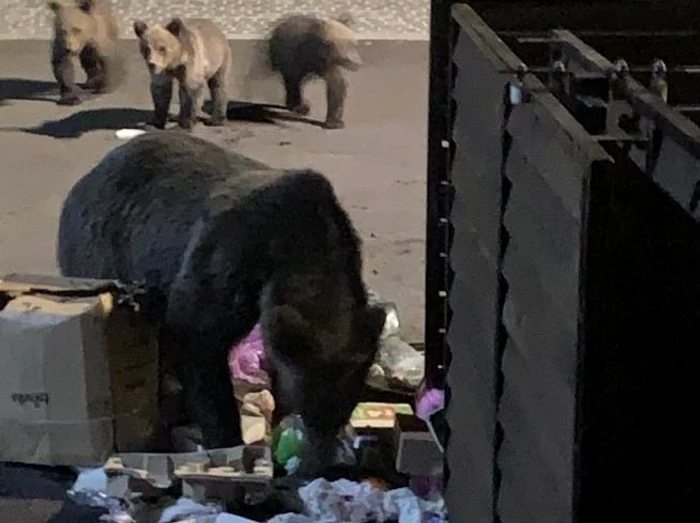 Urșii care intră în localități pot fi acum vânați