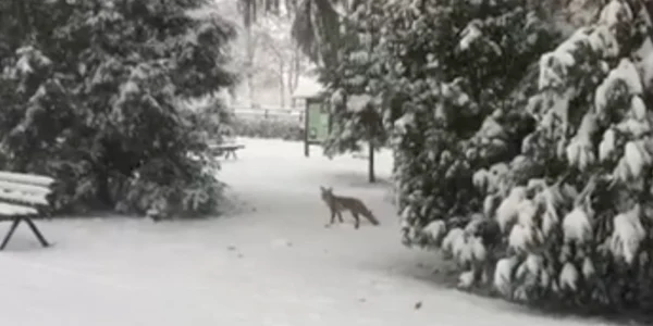 O vulpe s-a plimbat liniştită pe lângă Poarta Şchei din Braşov. Foto