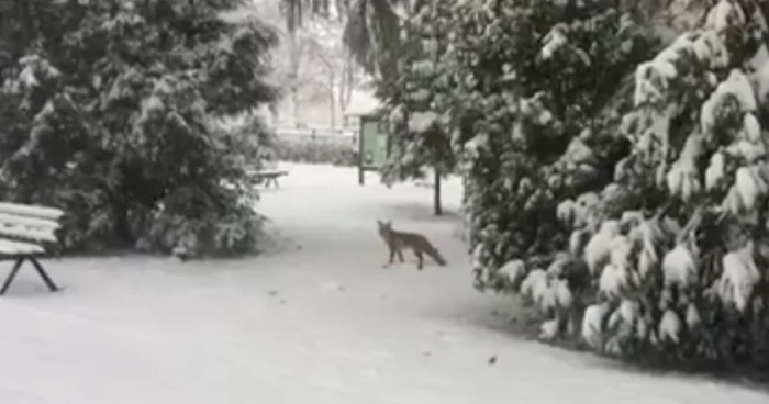 Vulpea s-a plimbat liniştită pe lângă Poarta Şchei din Braşov. Foto: Captură video