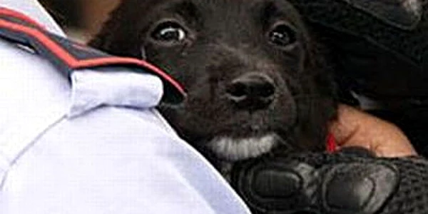 Câinele a fost predat Protecţiei Animalelor FOTO Leggo