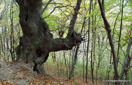 paduri stranii