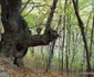 paduri stranii