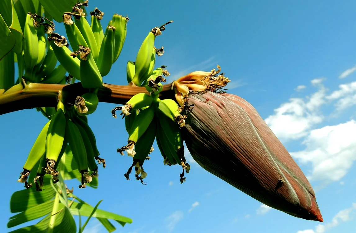 Bananier Foto: Pixabay.com 