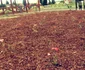 Parcul Salca
