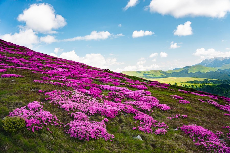 Pășunile alpine s-au umplut de brândușe. Priveliștea pe care o văd turiștii dacă urcă în Bucegi FOTO