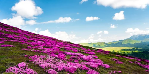 Marea de Rododendron din Masivul Leaota. FOTO Bloguldecalatorii.ro