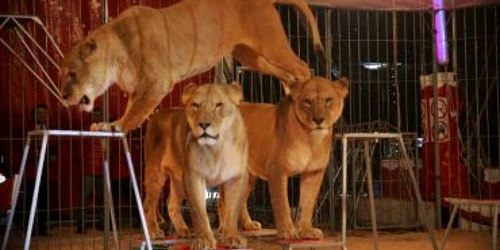 Bistriţa: Circul a sosit în oraş - ştiri de weekend