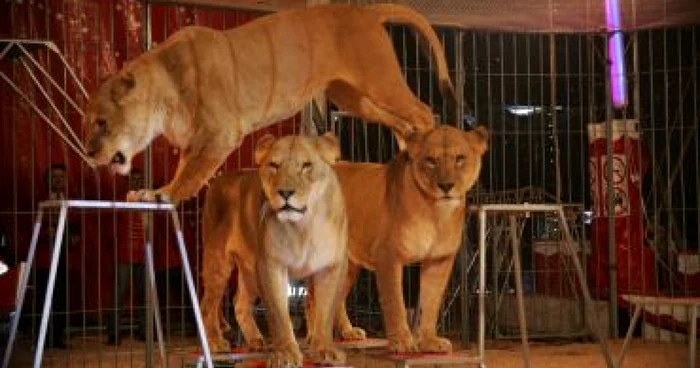 Bistriţa: Circul a sosit în oraş - ştiri de weekend