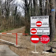 Padure Baneasa pericol drum forestier deschis circulatie auto 1 jpg