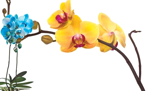 1 55376 original jpg jpeg