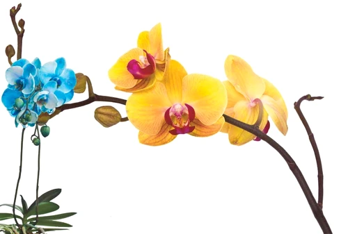 1 55376 original jpg jpeg