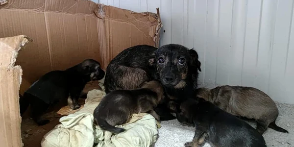 adoptii caini jpeg
