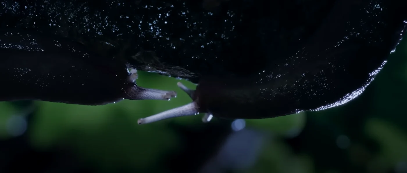 Melcii din documentarul Wild Isles / Foto: Captură Video