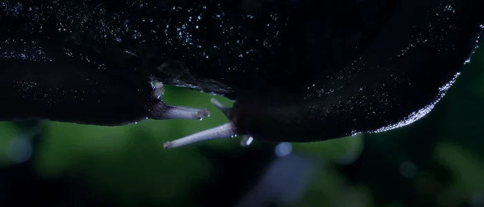 Melcii din documentarul Wild Isles / Foto: Captură Video