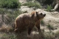 Urşi ZOO Târgovişte. FOTO