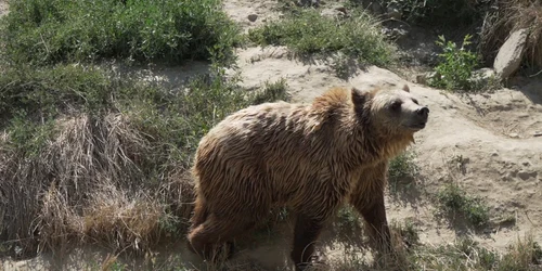 Urşi ZOO Târgovişte. FOTO